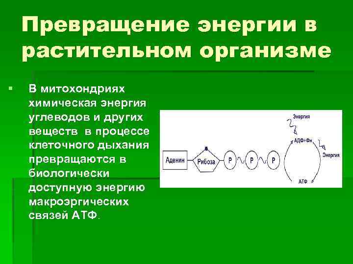 Рассмотрите рисунок на котором представлена схема клеточного дыхания название какого процесса