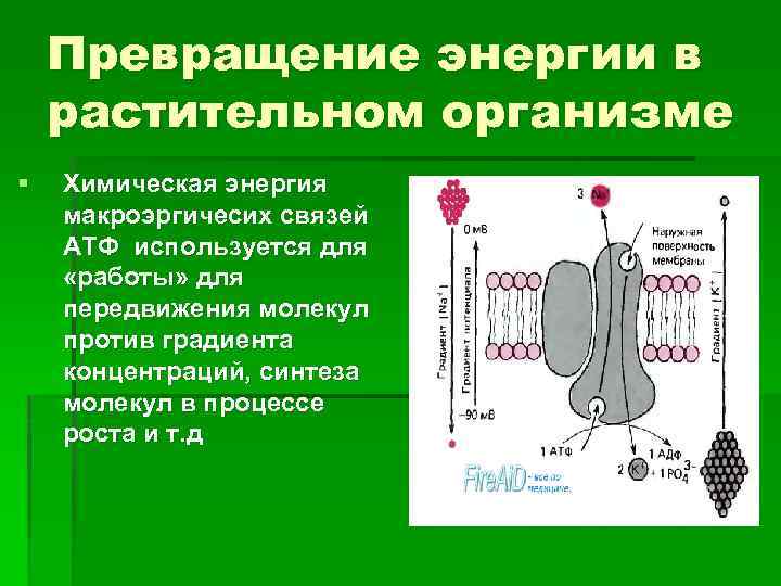 Превращение энергии в растительном организме § Химическая энергия макроэргичесих связей АТФ используется для «работы»