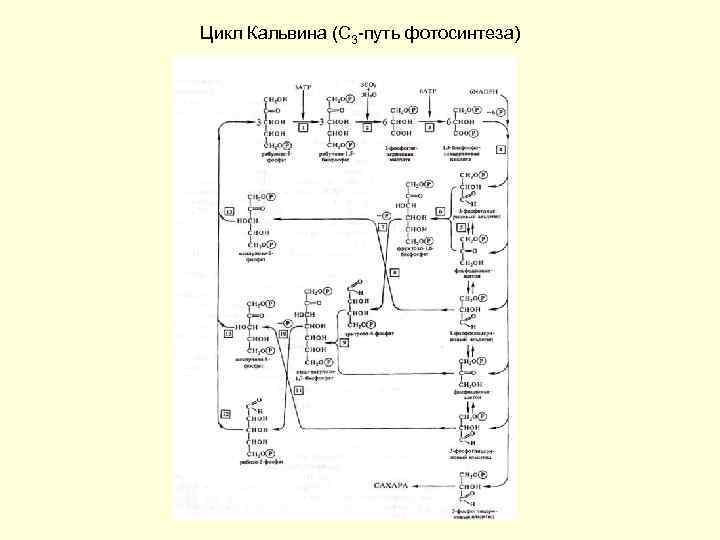 Цикл кальвина схема