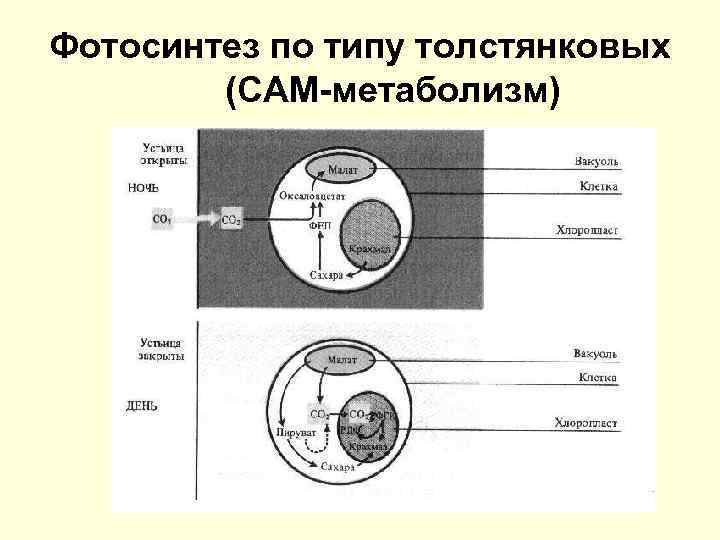 С 4 фотосинтез