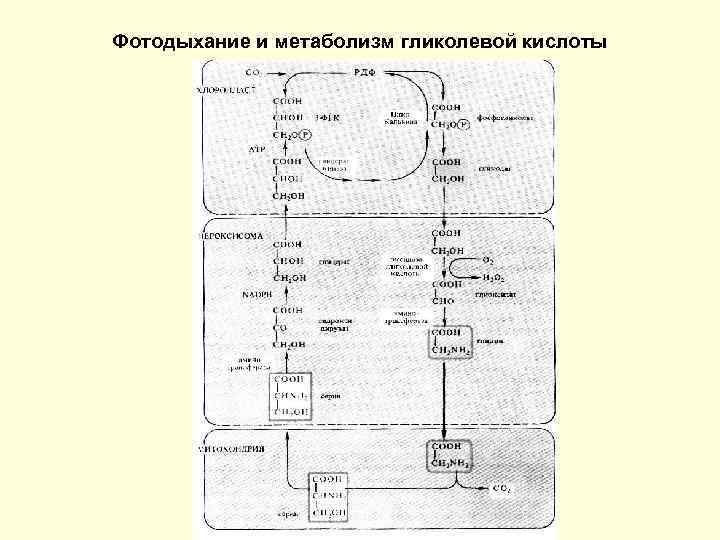 Фотодыхание и метаболизм гликолевой кислоты 