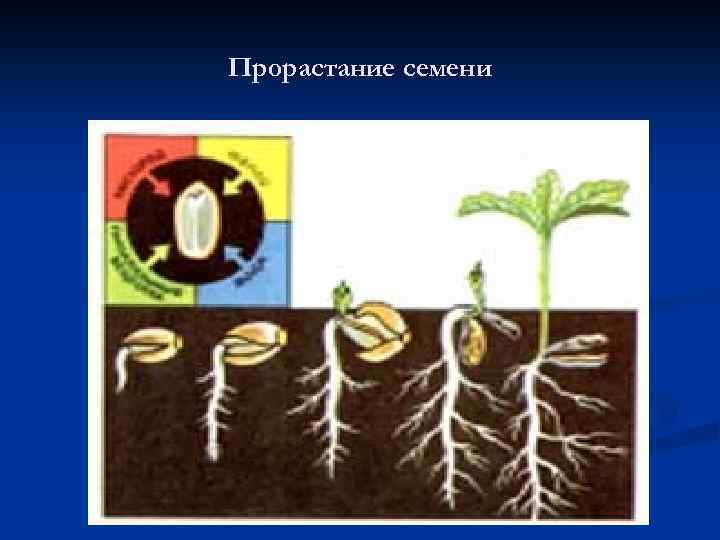 Прорастание семени 