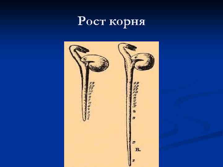 Скорость роста корня. Рост корня. Рост корня в длину. Опыт направление роста корня. Опыт рост корня в длину.