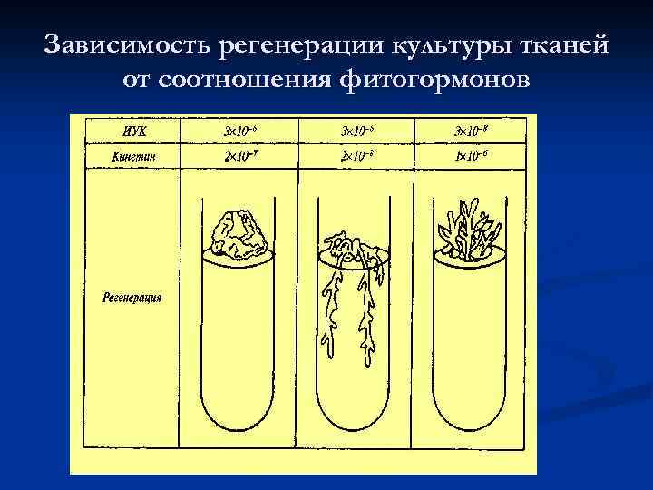 Зависимость регенерации культуры тканей от соотношения фитогормонов 