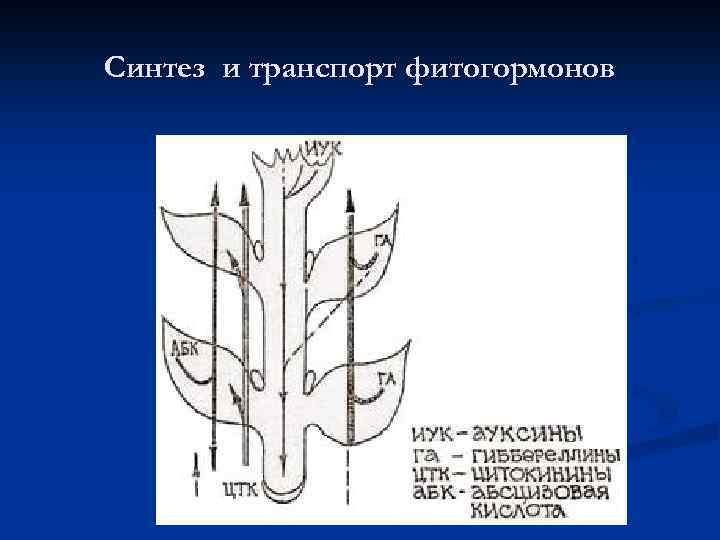 Синтез и транспорт фитогормонов 