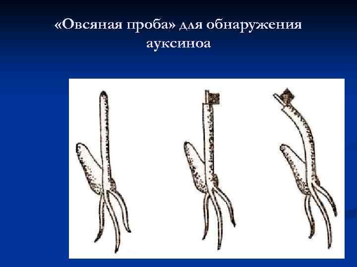  «Овсяная проба» для обнаружения ауксиноа 