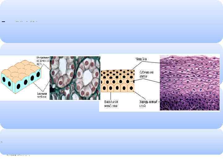 Покровный эпителийрасполагается на поверхности тела и выстилает изнутри полости внутренних органов (например, образует слизистые