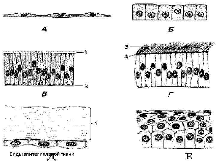 Виды эпителиальной ткани 