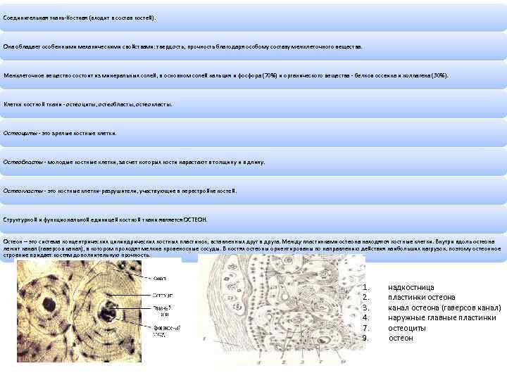 Соединительная ткань-Костная (входит в состав костей). Она обладает особенными механическими свойствами: твердость, прочность благодаря