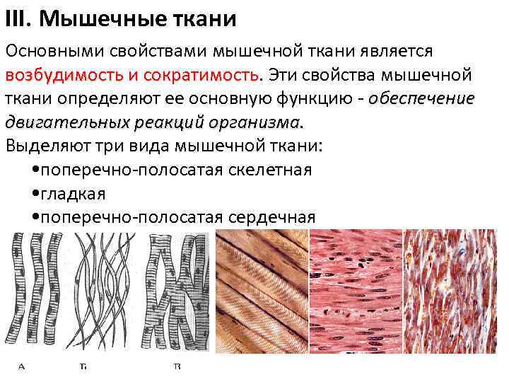 Какими свойствами обладает клетки мышечной ткани