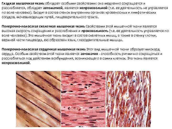 Какими свойствами обладает клетки мышечной ткани. Признаки поперечно полосатой мышечной ткани. Характеристика гладких мышечных тканей. Типы мышечной ткани характеристика. Характеристики поперечной полосатой мышечной ткани.