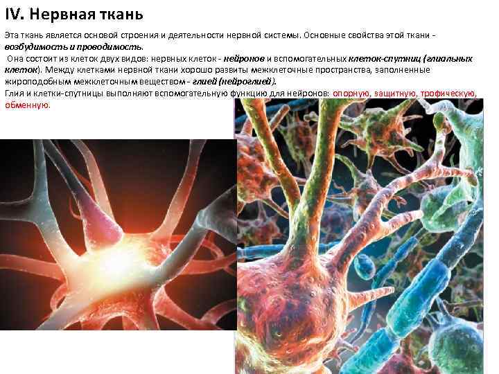 IV. Нервная ткань Эта ткань является основой строения и деятельности нервной системы. Основные свойства