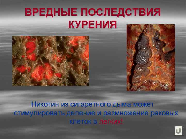 ВРЕДНЫЕ ПОСЛЕДСТВИЯ КУРЕНИЯ Никотин из сигаретного дыма может стимулировать деление и размножение раковых клеток