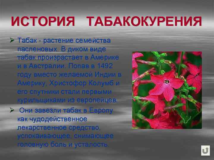 ИСТОРИЯ ТАБАКОКУРЕНИЯ Ø Табак - растение семейства пасленовых. В диком виде табак произрастает в