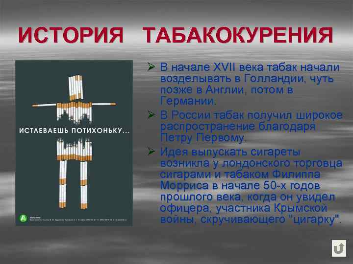 ИСТОРИЯ ТАБАКОКУРЕНИЯ Ø В начале XVII века табак начали возделывать в Голландии, чуть позже