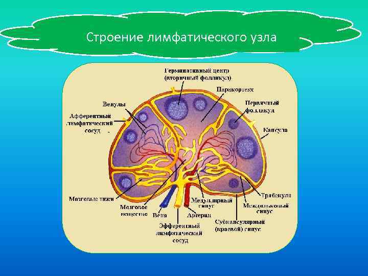 Строение лимфатического узла 