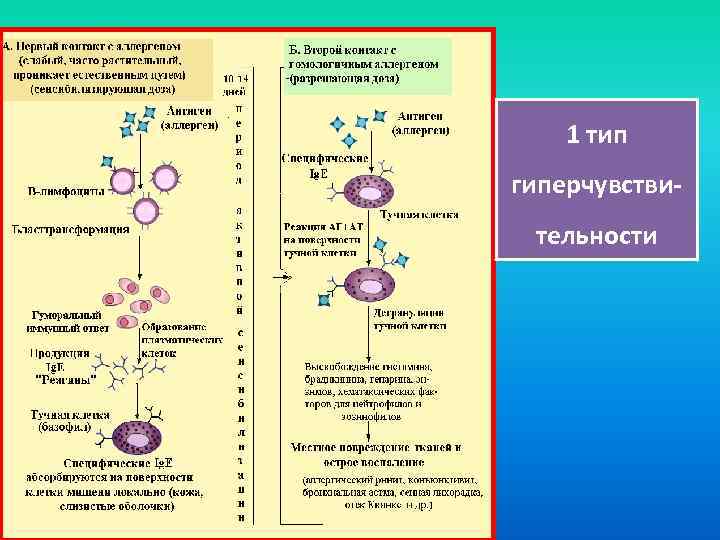 1 тип гиперчувствительности 