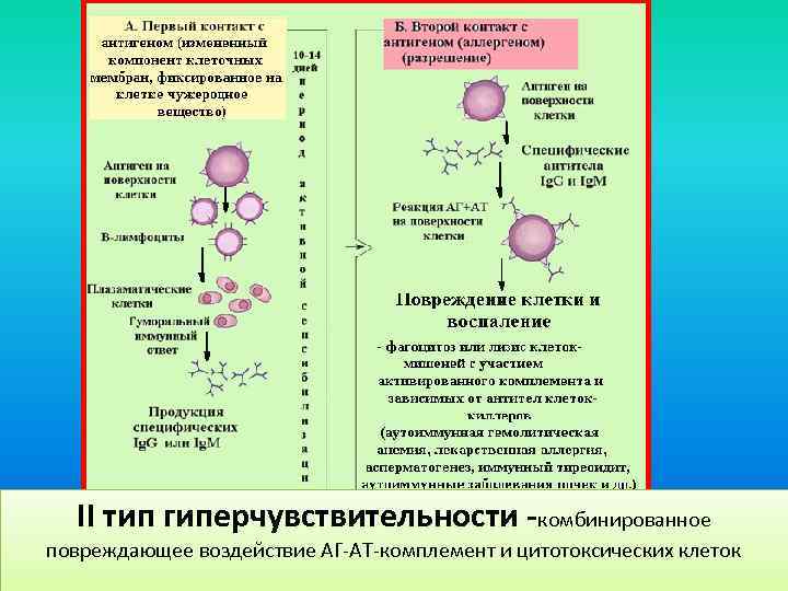 II тип гиперчувствительности -комбинированное повреждающее воздействие АГ-АТ-комплемент и цитотоксических клеток 