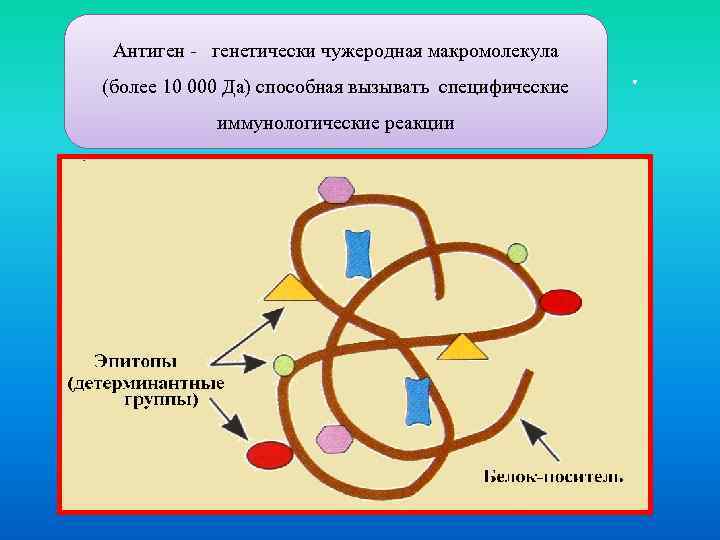 Антиген - генетически чужеродная макромолекула (более 10 000 Да) способная вызывать специфические иммунологические реакции