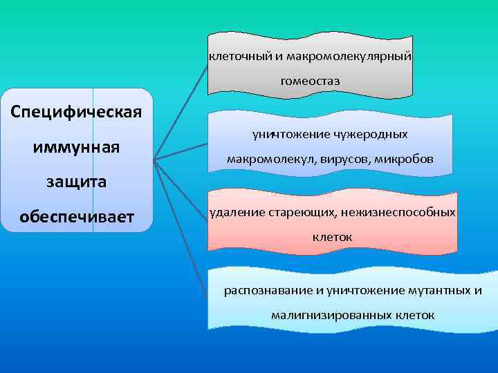 клеточный и макромолекулярный гомеостаз Специфическая иммунная уничтожение чужеродных макромолекул, вирусов, микробов защита обеспечивает удаление