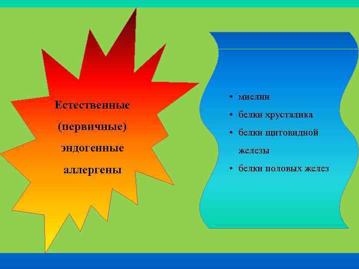 Естественные (первичные) эндогенные аллергены • миелин • белки хрусталика • белки щитовидной железы •