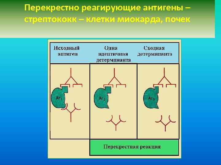 Перекрестно реагирующие антигены – стрептококк – клетки миокарда, почек 