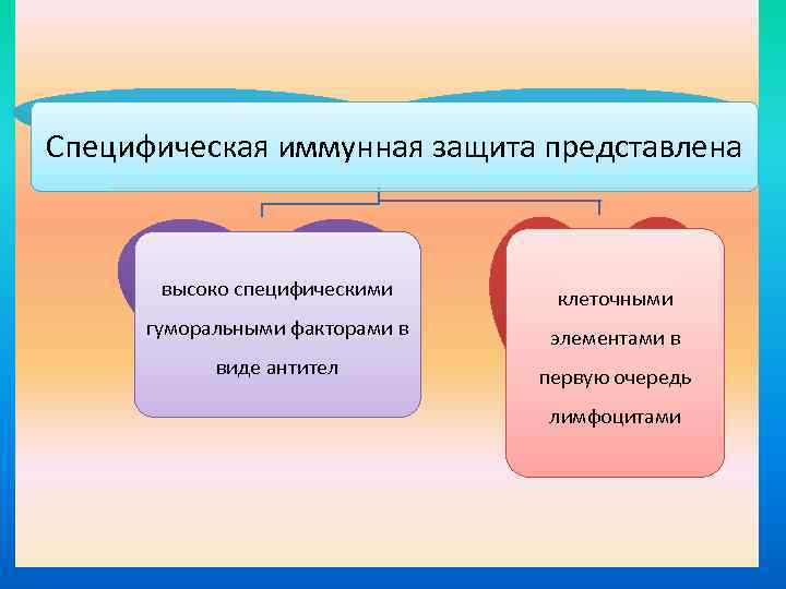 Специфическая иммунная защита представлена высоко специфическими клеточными гуморальными факторами в элементами в виде антител