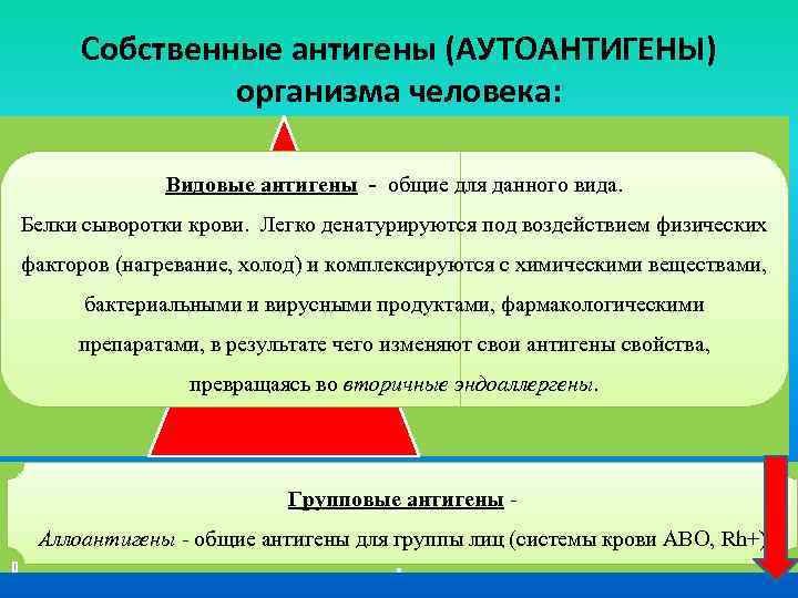 Собственные антигены (АУТОАНТИГЕНЫ) организма человека: Видовые антигены - общие для данного вида. Белки сыворотки