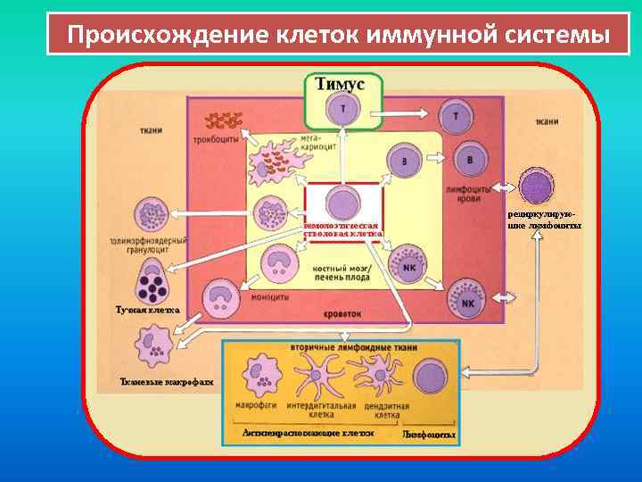 Три группы клеток. Происхождение клеток иммунной системы. Иммунитет клетки иммунной системы. Иммунокомпетентные клетки иммунной системы. Вспомогательные клетки иммунной защиты.