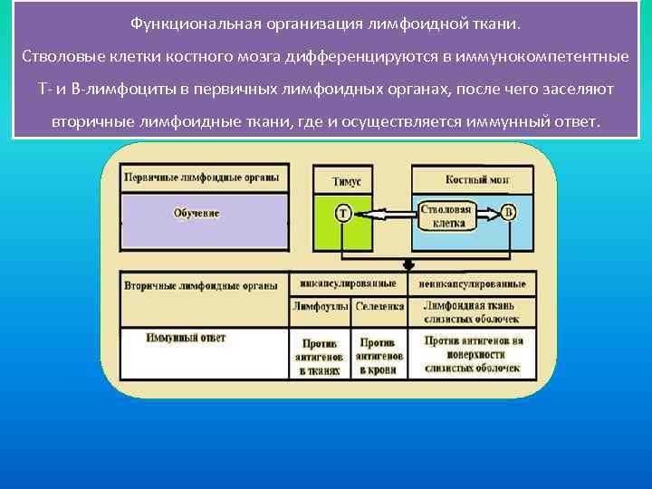 Функциональная организация лимфоидной ткани. Стволовые клетки костного мозга дифференцируются в иммунокомпетентные Т- и В-лимфоциты