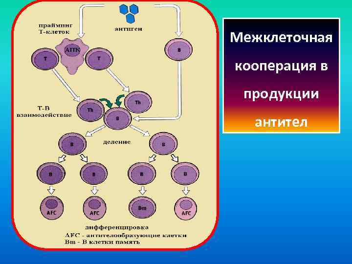 Межклеточная кооперация в продукции антител 