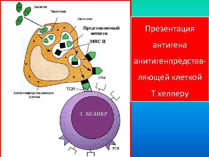 Презентация антигена анитигенпредставляющей клеткой Т хелперу 