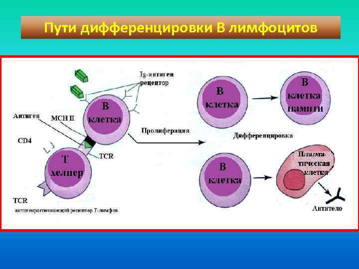 Пути дифференцировки В лимфоцитов 