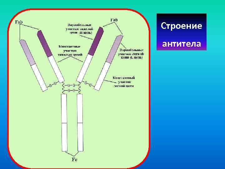 Строение антитела 