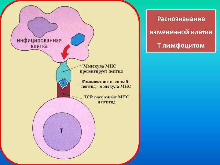 Распознавание измененной клетки Т лимфоцитом 