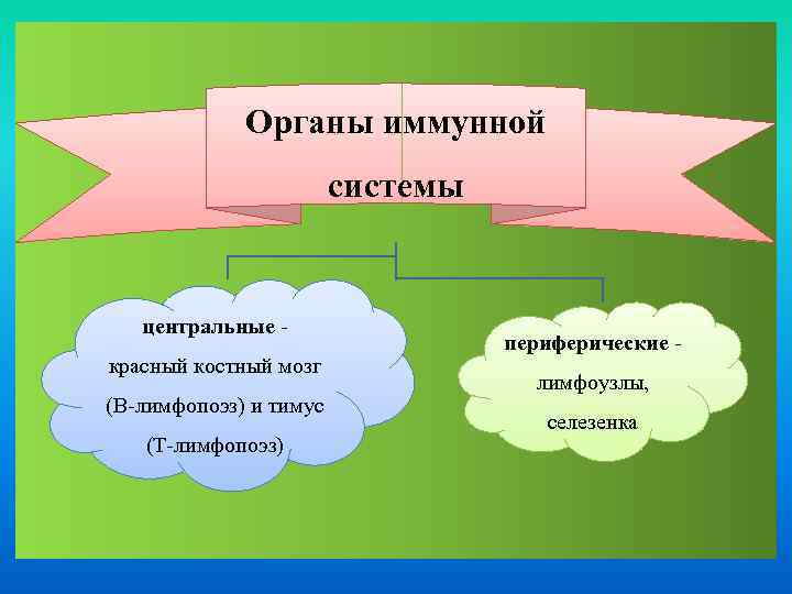 Органы иммунной системы центральные красный костный мозг (В-лимфопоэз) и тимус (Т-лимфопоэз) периферические лимфоузлы, селезенка