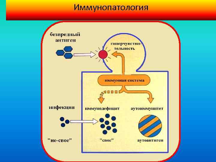 Иммунопатология патофизиология презентация