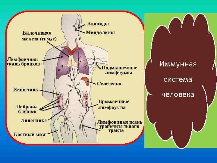 Иммунная система человека 