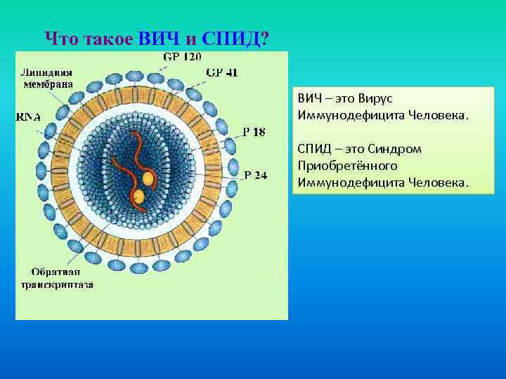 Что такое ВИЧ и СПИД? ВИЧ – это Вирус Иммунодефицита Человека. СПИД – это