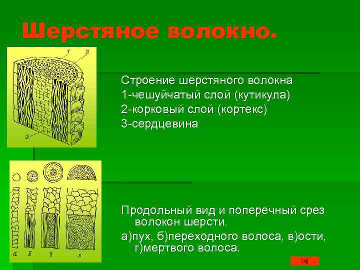 Шерсть какие волокна. Гистологическое строение шерстных волокон овец. Гистологическое строение шерстяных волокон. Морфологическое строение шерстяного волокна. Строение шерстяных волокон овец.