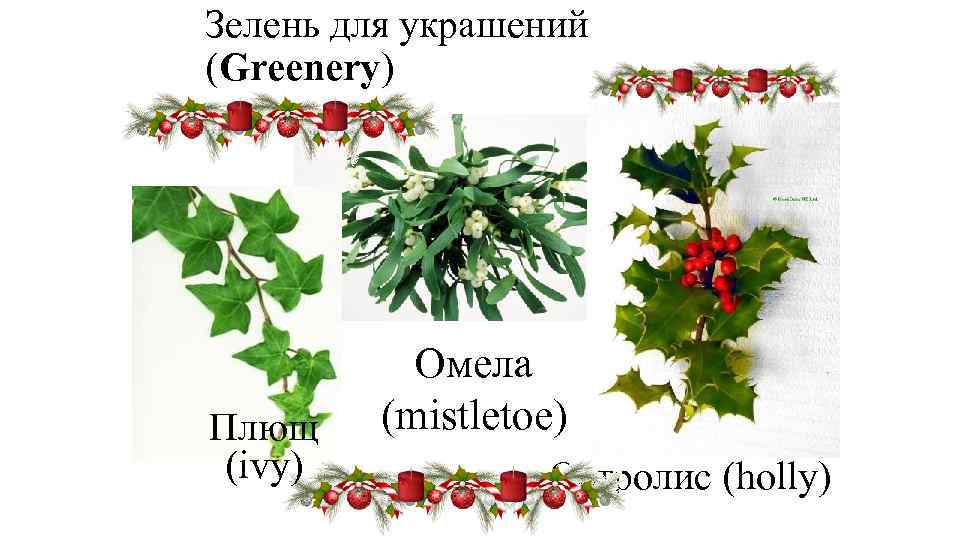 Зелень для украшений (Greenery) Плющ (ivy) Омела (mistletoe) Остролис (holly) 