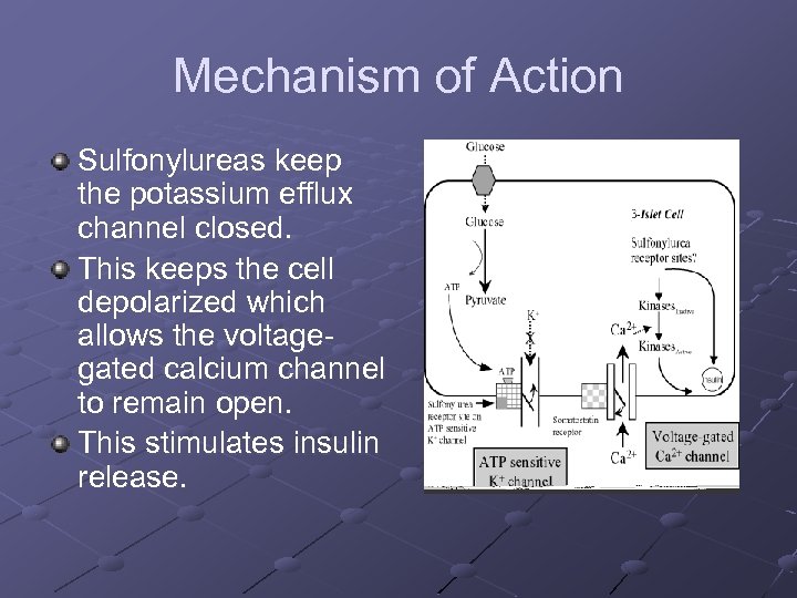 Mechanism of Action Sulfonylureas keep the potassium efflux channel closed. This keeps the cell