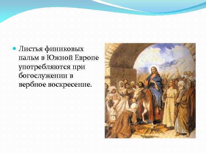  Листья финиковых пальм в Южной Европе употребляются при богослужении в вербное воскресение. 