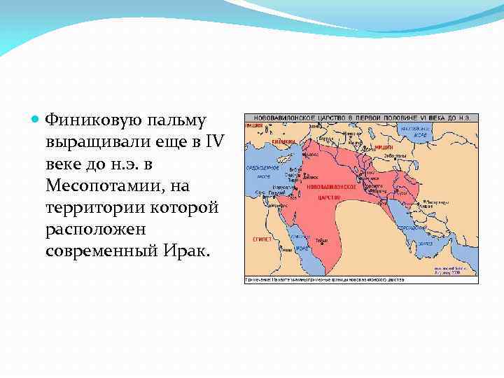  Финиковую пальму выращивали еще в IV веке до н. э. в Месопотамии, на