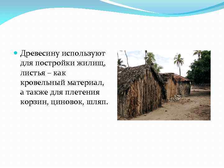  Древесину используют для постройки жилищ, листья – как кровельный материал, а также для