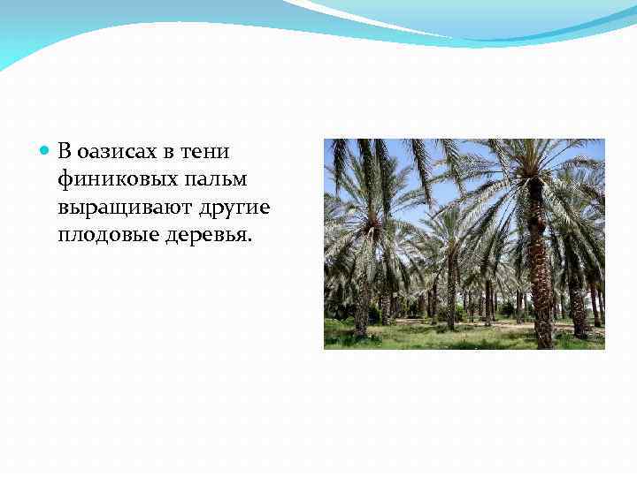  В оазисах в тени финиковых пальм выращивают другие плодовые деревья. 