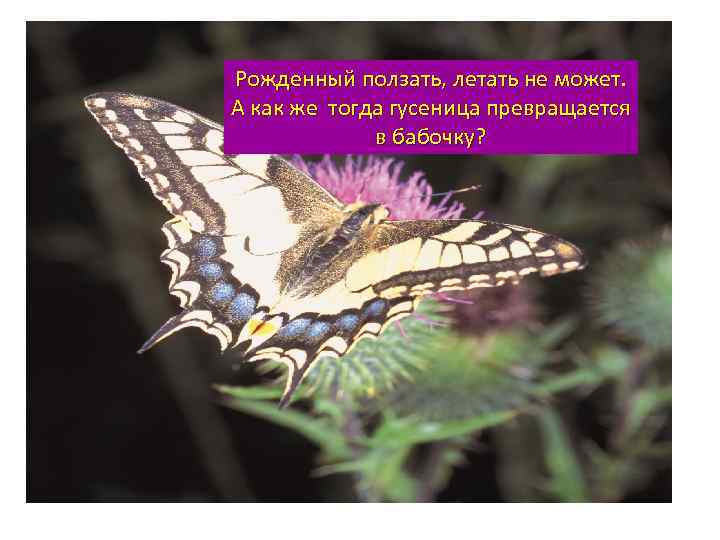 Рожденный ползать, летать не может. А как же тогда гусеница превращается в бабочку? 