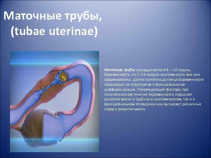 Маточные трубы, (tubae uterinae) Маточные трубы закладываются в 8— 10 недель беременности, а к