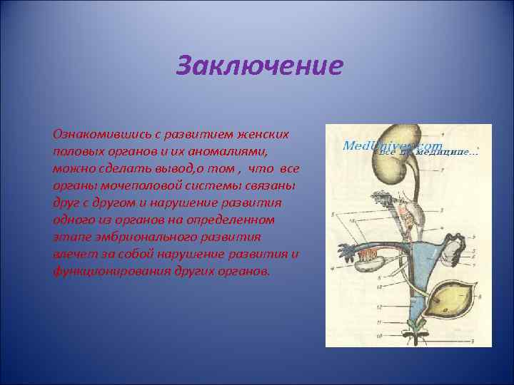 Заключение Ознакомившись с развитием женских половых органов и их аномалиями, можно сделать вывод, о