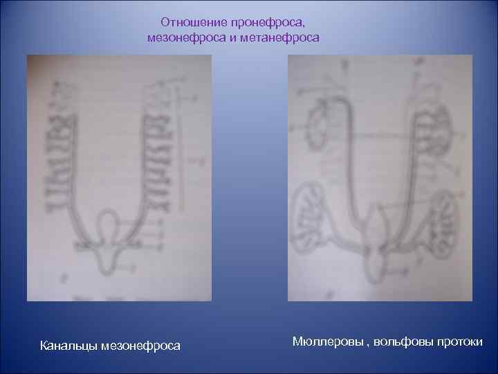 Отношение пронефроса, мезонефроса и метанефроса Канальцы мезонефроса Мюллеровы , вольфовы протоки 